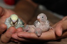 110827 --- R11, R20 och R21